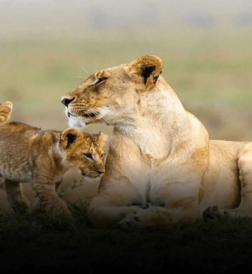 Untitled-design-9-3-1000x1250-min_4_11zon-1